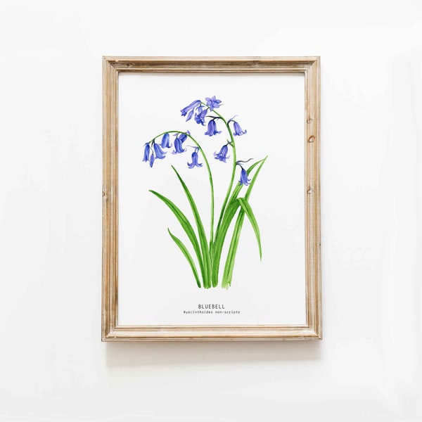 Impression d’art peinte à la main à l’aquarelle Bluebell | Jacinthes anglaises | Hyacinthoides non-scripta | Décoration murale du salon | Impressions de chambre d'enfant