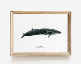 Sei Whale fine art print | Living room whale art | Nautical decor | Nursery whale art poster | Kids room nautical wall art | Bathroom decor