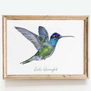 Rivolis Hummingbird watercolor fine art print birds poster gift nature wall art Magnificent Refulgent hummingbirds Eugenes fulgens image 9