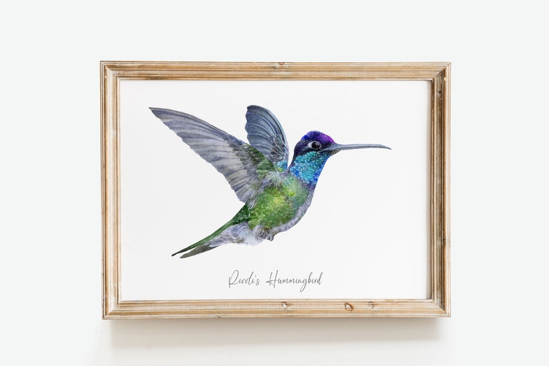 Rivolis Hummingbird watercolor fine art print birds poster gift nature wall art Magnificent Refulgent hummingbirds Eugenes fulgens image 9