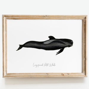 Long-finned Pilot Whale watercolor art From our 'Toothed Whales' series Great for the bedroom or nursery image 9