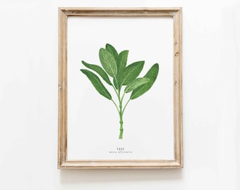 Sage herb wall decor | Kitchen wall art | Watercolor art gift idea | Culinary poster | Housewarming gift | Unique birthday gift | Wall decor