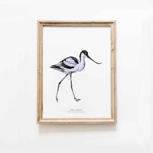 Pied Avocet watercolour artwork | Nursery wall décor | Children's wall art prints | Beach house theme art | Bird lovers gift | Office art