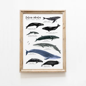 Bartenwale Lerndruck | Montessori Materialien | Homeschool Wanddekor | Wal Klassenzimmer Poster | Ressourcen für den Schulunterricht