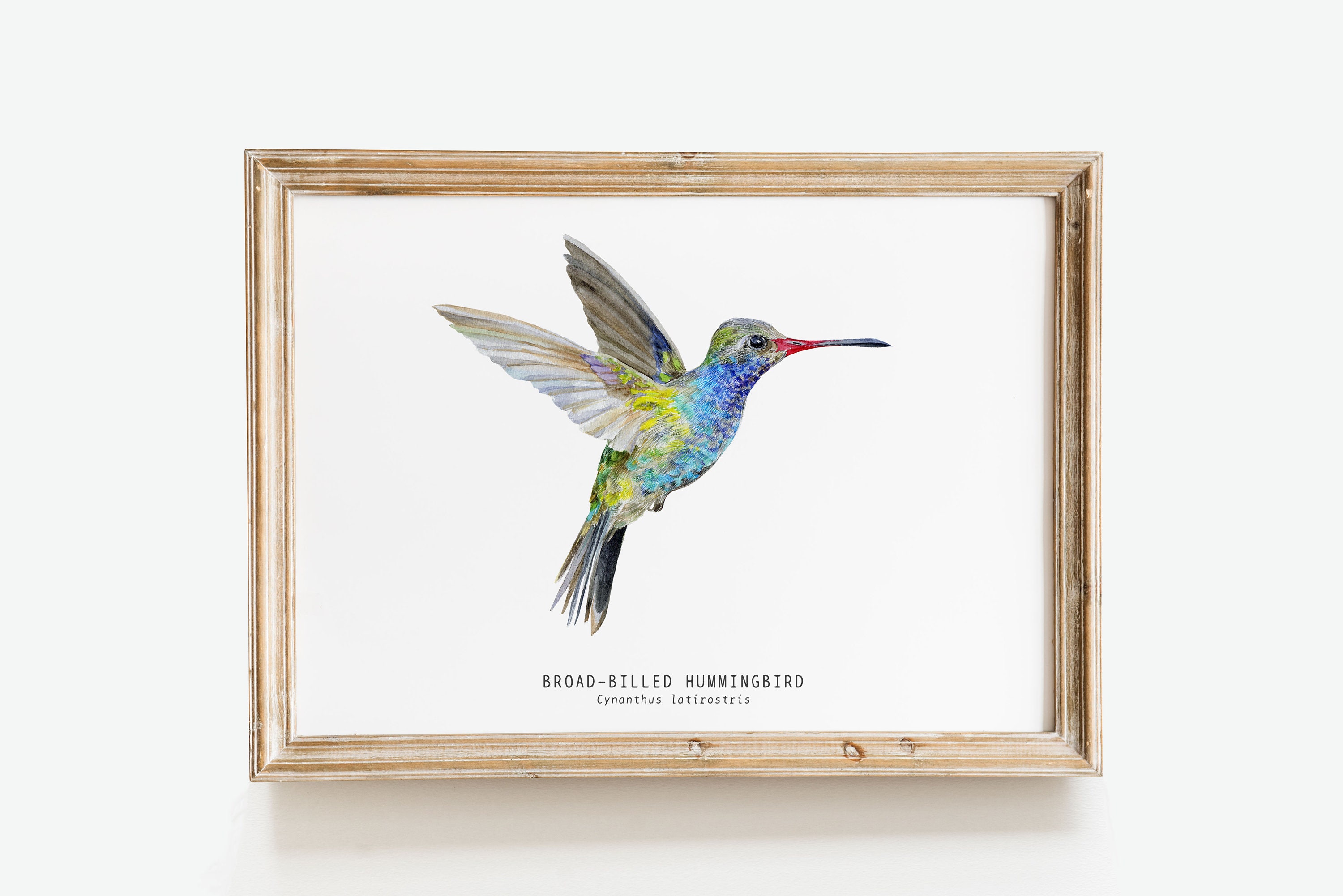 hummingbird powderblueberry wide 155