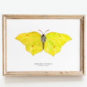 May include: A framed watercolor print of a Brimstone butterfly, Gonepteryx rhamni, with yellow wings and orange spots. The butterfly is centered on a white background, and the frame is a light brown color.