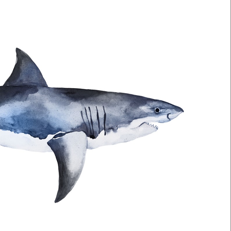 May include: Watercolor painting of a great white shark with a white underbelly and a blue-grey top. The shark is swimming with its mouth slightly open, showing its teeth.