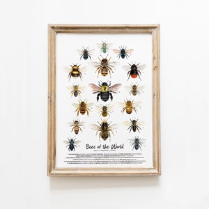 Bees of the World art print Homeschool & Montessori learning education Bumblebee Honey bee poster Living room, bathroom, bedroom décor image 1