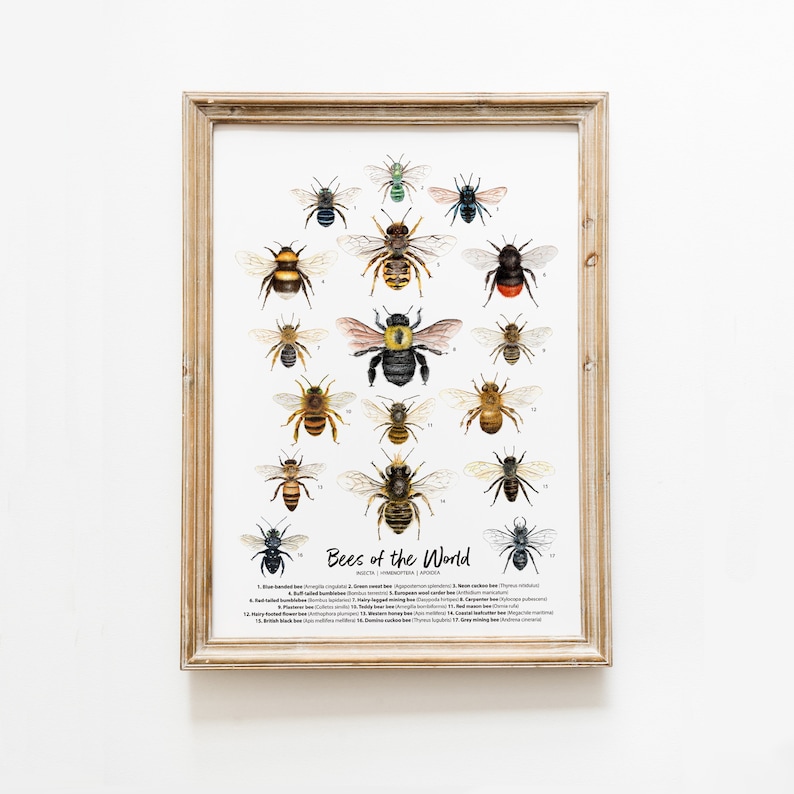 Bees of the World art print Homeschool & Montessori learning education Bumblebee Honey bee poster Living room, bathroom, bedroom décor image 1