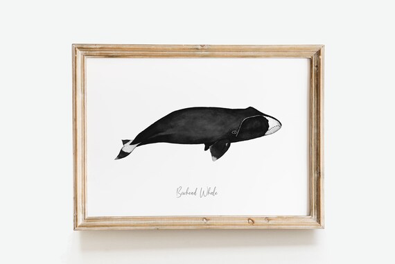 ホッキョククジラのファインアートプリント | クジラの水彩画プリント