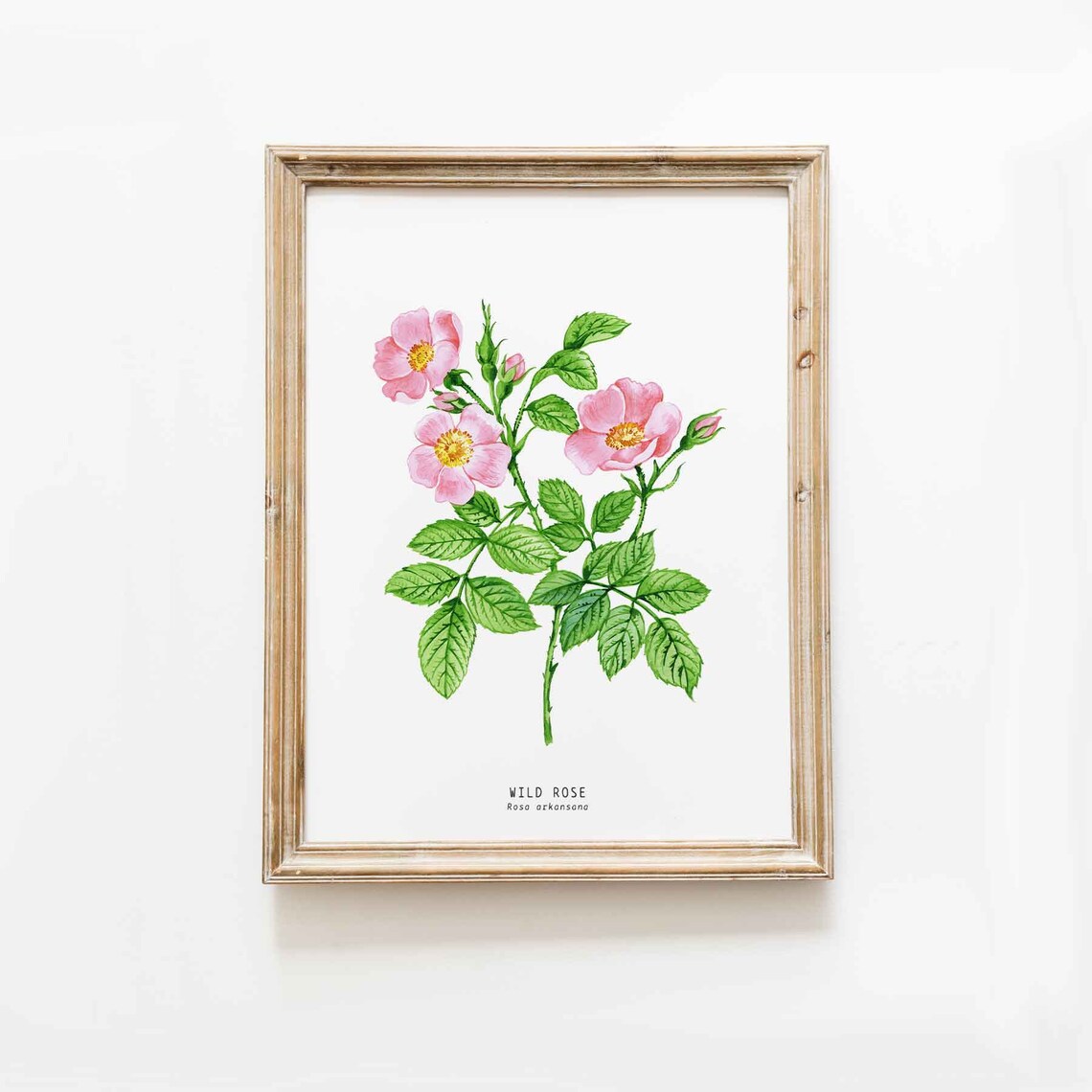 Wild Prairie Rose Watercolour Art Print | Iowa and North Dakota State ...