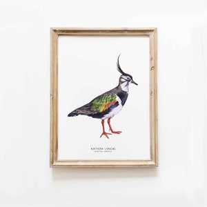 Northern Lapwing wall art | Watercolour bird art | Bird painting | Original watercolour bird poster | Bird lovers birthday gift | Bird print
