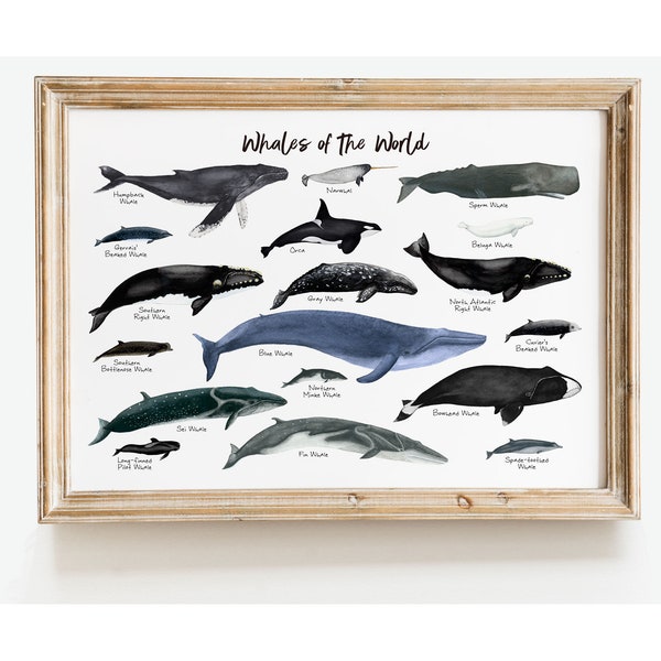 Whales of the World wall art | Nautical home decor | Ocean mammals wall decor | Housewarming gift | Nursery decor | Ocean decor | Whale gift