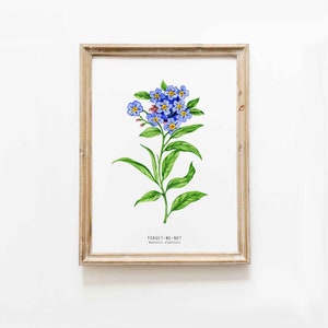 Forget-me-not watercolor art print | Alaska state flower | Living room, nursery botanical poster | Alpine forget me not Myosotis alpestris
