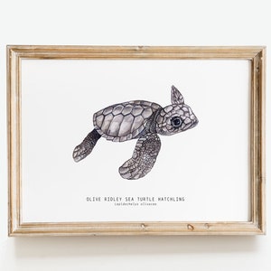 Oliv Ridley Meeresschildkröte schlüpft | Lepidochelys olivacea Kunstdruck | Aquarell Natur Wand | Kinderzimmer, Wohnzimmer, Schlafzimmer, Haus Dekor Poster