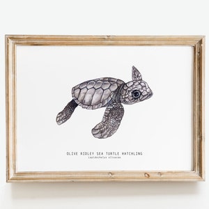 Olive Ridley sea turtle hatchling Lepidochelys olivacea art print watercolor nature wall nursery, living, bedroom, home décor poster image 1