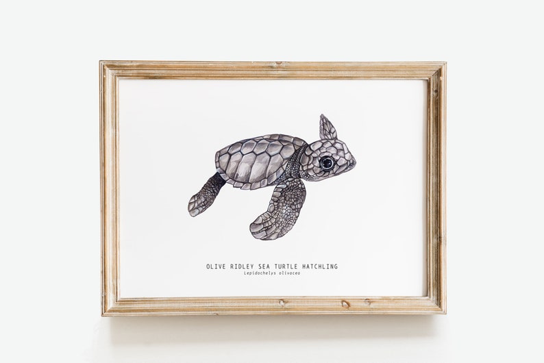 Olive Ridley sea turtle hatchling Lepidochelys olivacea art print watercolor nature wall nursery, living, bedroom, home décor poster image 1