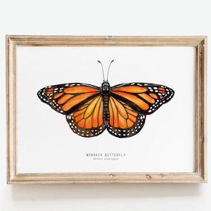 Impresión artística de mariposa monarca / Bellas artes en acuarela de Danaus plexippus / Arte mural de naturaleza para niñas / Decoración del hogar, impresiones para el dormitorio / Regalo de inauguración de la casa