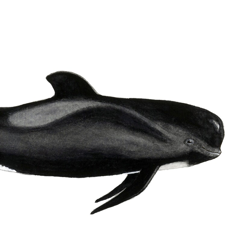 Long-finned Pilot Whale watercolor art From our 'Toothed Whales' series Great for the bedroom or nursery image 8
