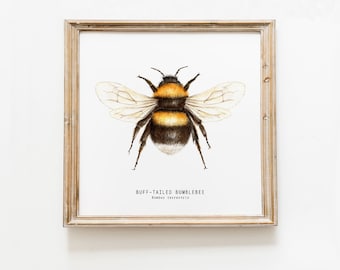 Buff-tailed Bumblebee wall decor | Housewarming gift | Bee lover | Children's art print | Beekeeper gifts | Baby Shower Gift | Nursery decor