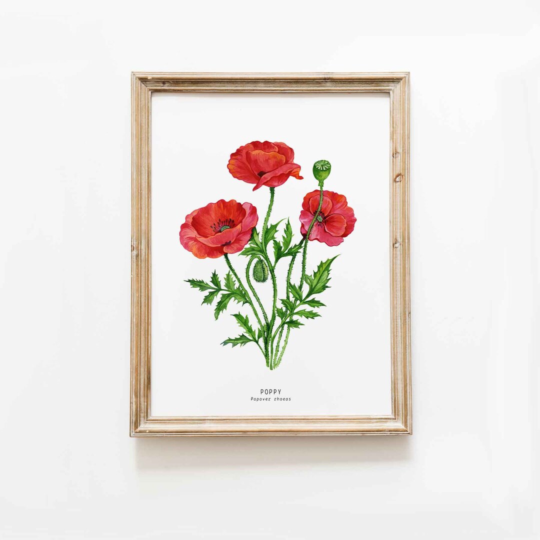 Red Poppy Watercolor Art Print | Botanical Floral Watercolour Painting ...