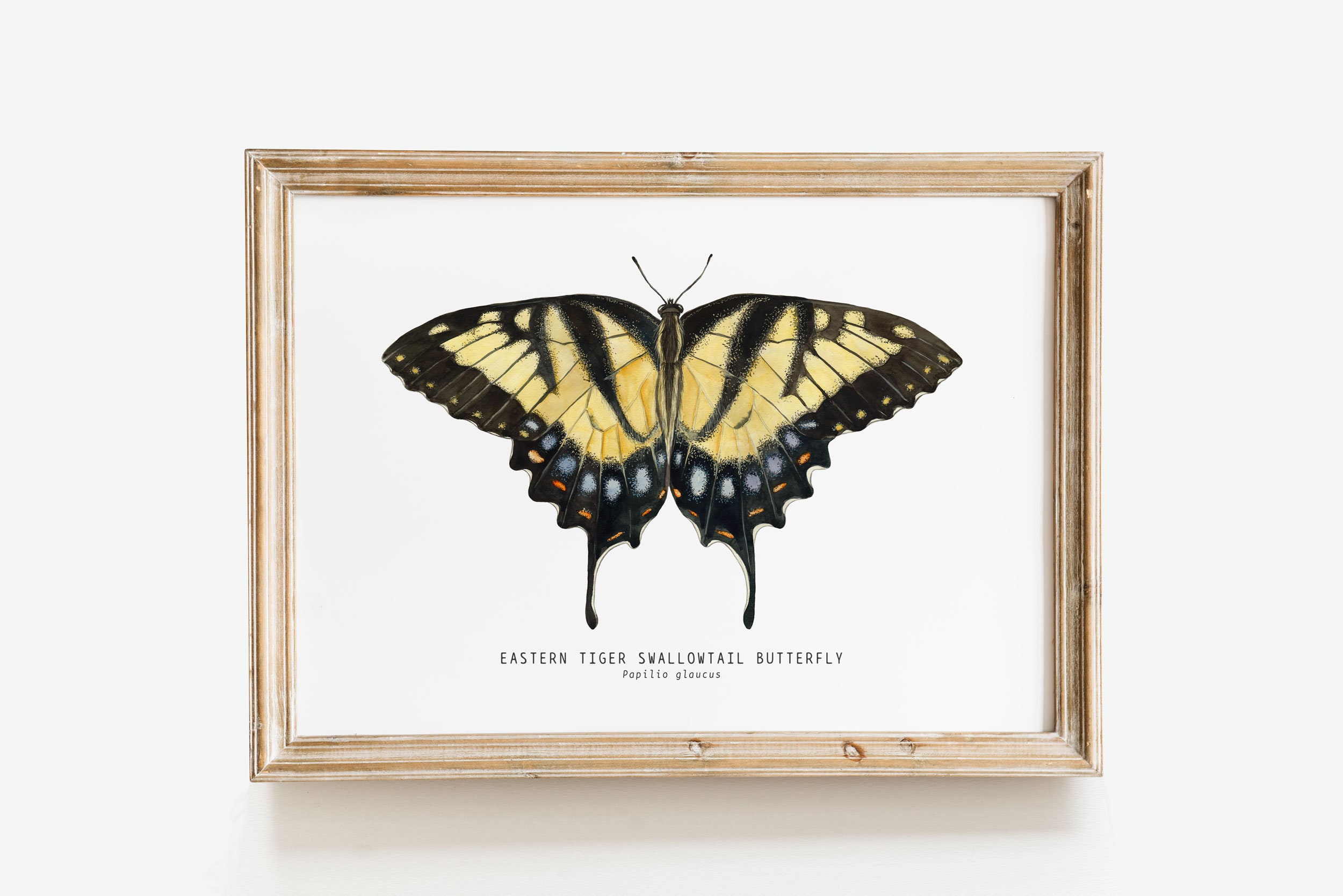 Tiger Swallowtail Butterfly Art Print – Tara Feather Designs