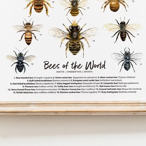 Bees of the World art print Homeschool & Montessori learning education Bumblebee Honey bee poster Living room, bathroom, bedroom décor image 8