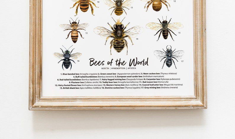 Bees of the World art print Homeschool & Montessori learning education Bumblebee Honey bee poster Living room, bathroom, bedroom décor image 8