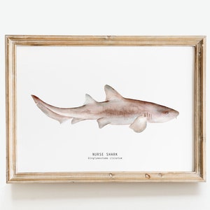 Stampa artistica ad acquerello Nurse Shark / / Arte della parete del bagno / Oceano, decorazione della parete della spiaggia / Regalo poster per la camera dei bambini / Ginglymostoma cirratum
