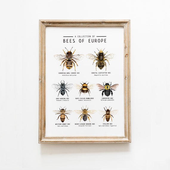 Bees of Europe art print | Homeschool activities | Nature play | Educational classroom poster | Montessori learning materials | Nursery wall