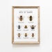 see more listings in the Bees section