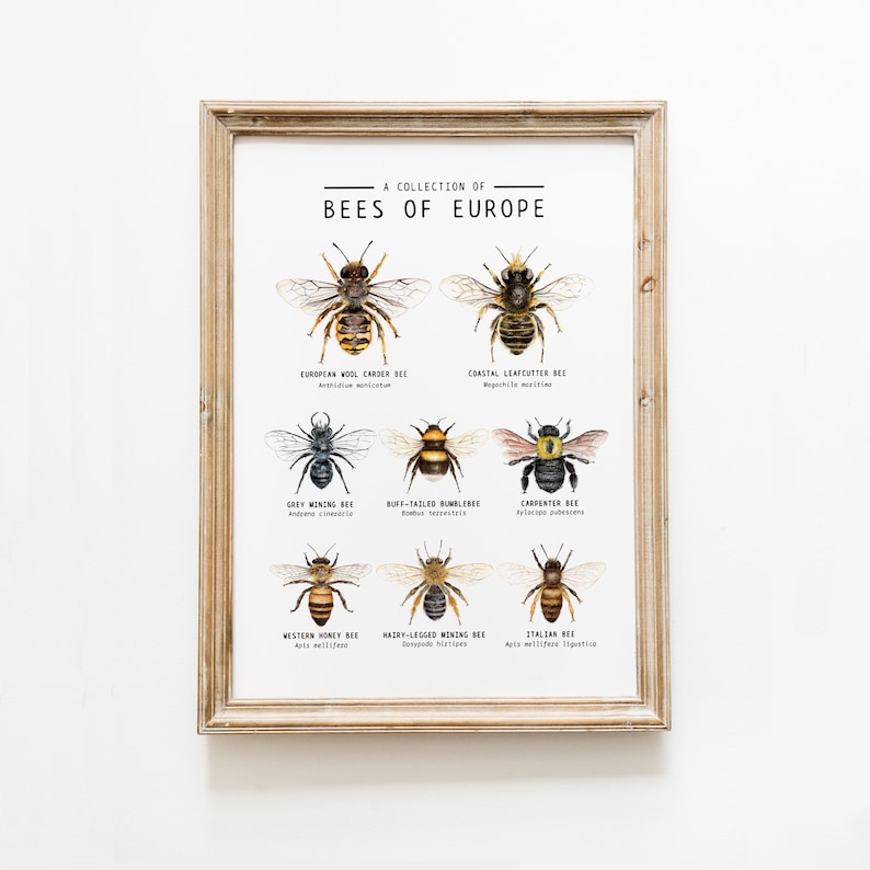 Puede incluir: Una colecci&oacute;n de abejas de Europa ilustradas con acuarelas. El p&oacute;ster presenta nueve tipos diferentes de abejas, incluyendo la abeja cardadora de lana europea, la abeja cortadora de hojas costera, la abeja minera gris, el abejorro de cola de b&uacute;falo, la abeja carpintera, la abeja mel&iacute;fera occidental, la abeja minera de patas peludas y la abeja italiana.