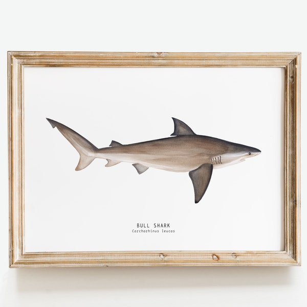 Stierhai handgemalter Aquarell Kunstdruck | Meerestiere Poster | Wohnzimmer, Schlafzimmer Dekor | Einweihungsparty Geschenk | Carcharhinus leucas