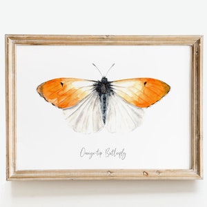 Orange-tip butterfly watercolor print Anthocharis cardamines wall art Housewarming fine art Butterfly lover gifts Home décor gift image 10