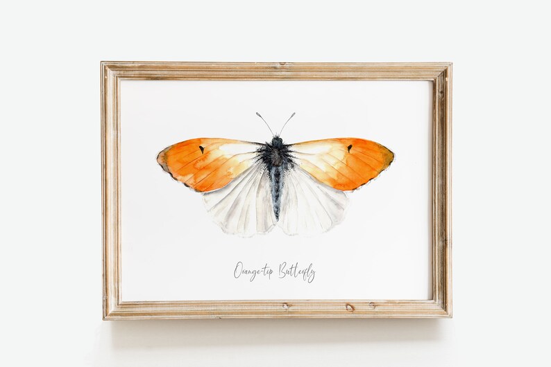 Orange-tip butterfly watercolor print Anthocharis cardamines wall art Housewarming fine art Butterfly lover gifts Home décor gift image 10