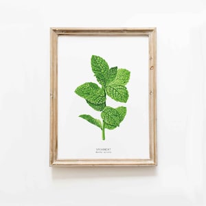 Spearmint herb print Kitchen decor herb print Homeschool educational wall art Watercolor gift idea Culinary poster Unique birthday image 1