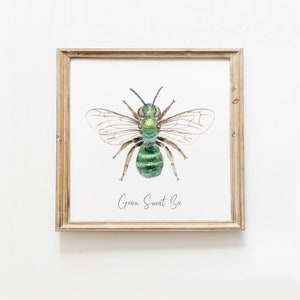 Green Sweat bee art print Watercolour art Bees wall art Montessori nature guide Children's art print Bee Fine Art print image 9