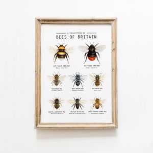 Bees of Britain Klassenzimmer Poster | Britische Bienen Wandkunst | Homeschool lernen durch die Natur | Honigbienen Drucke | Hummelkunst
