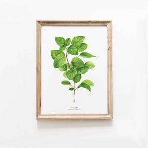 Oregano herb print | Kitchen decor herb print | Homeschool educational wall art | Watercolor gift idea | Office decor | Dorm decor ideas