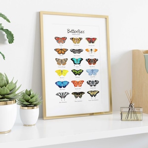 May include: A framed print with a gold frame featuring a chart of 20 different butterflies with their names listed below each butterfly. The butterflies are illustrated in watercolor style and are arranged in rows of four. The print is titled "Butterflies" and is displayed on a white shelf with a potted succulent plant and a diffuser.