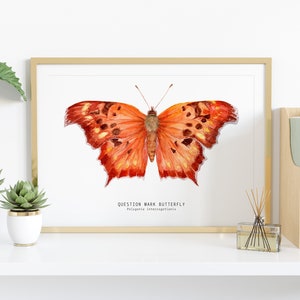 Question mark butterfly print Polygonia interrogationis watercolor art butterflies lover wall décor Nursery, living room girls gifts image 2