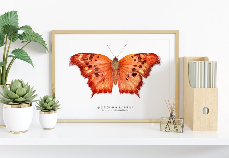 Question mark butterfly print Polygonia interrogationis watercolor art butterflies lover wall décor Nursery, living room girls gifts image 2