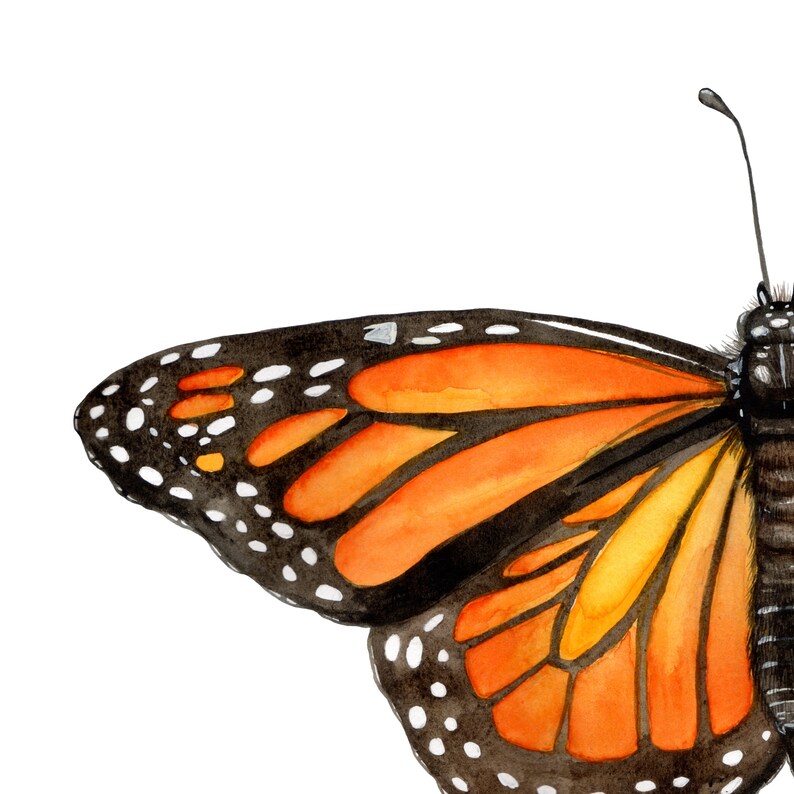 Monarch Butterfly Art Print | Danaus Plexippus Watercolor Fine Art ...