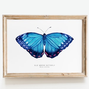 Arte de pared con mariposa Morpho azul / Morpho peleides – Decoración de pared Emperor / Decoración de sala de estar con mariposas en acuarela / Impresión para habitación de niños