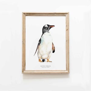 Gentoo Penguin watercolor fine art print | bird lover gift | ocean, coastal, nautical wall art | nursery penguins décor | Pygoscelis papua