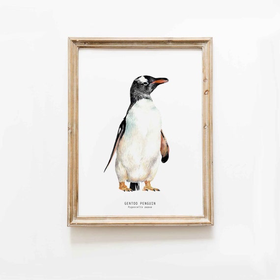 ジェンツーペンギンの水彩画ファインアートプリント | 鳥好きへの