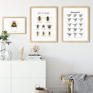 Puede incluir: Dos impresiones enmarcadas en una pared blanca. La impresi&oacute;n de la izquierda presenta una colecci&oacute;n de abejas de Europa. La impresi&oacute;n de la derecha presenta una colecci&oacute;n de colibr&iacute;es.