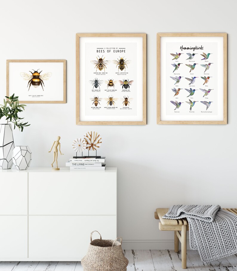 Puede incluir: Dos impresiones enmarcadas en una pared blanca. La impresi&oacute;n de la izquierda presenta una colecci&oacute;n de abejas de Europa. La impresi&oacute;n de la derecha presenta una colecci&oacute;n de colibr&iacute;es.