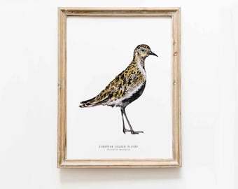 European Golden Plover wall art print | Bird poster | Beach house watercolour art | Nautical wall decor | Nursery wall decor |  Bathroom art