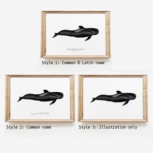 Long-finned Pilot Whale watercolor art From our 'Toothed Whales' series Great for the bedroom or nursery image 4